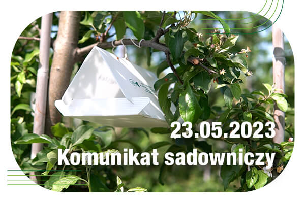 Komunikat sadowniczy 23.05.2023 // ciąg dalszy ochrony przed parchem jabłoni i mszycą [WIDEO]